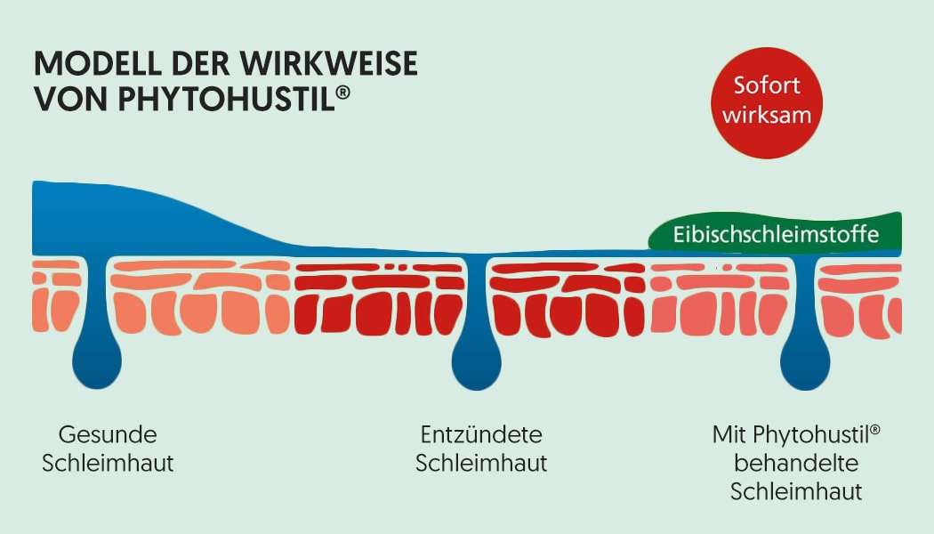 Modell der Wirkweise von Phytohustil